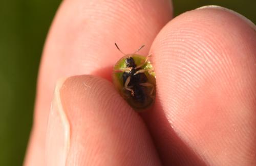 Réf. 318 117 : Cassida viridis